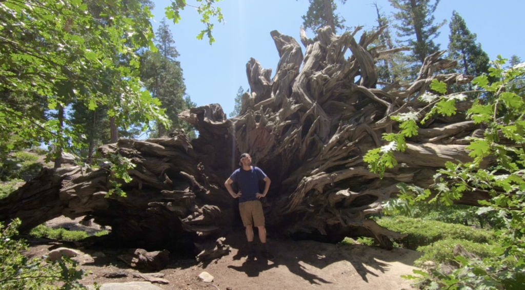 Sequoia Tree